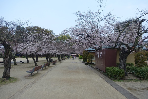 湯築城桜