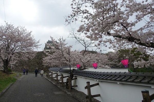 大洲城登城口の桜