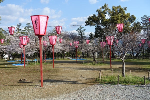 高知城二の丸桜