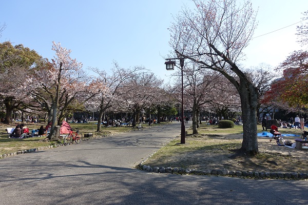 徳島城桜