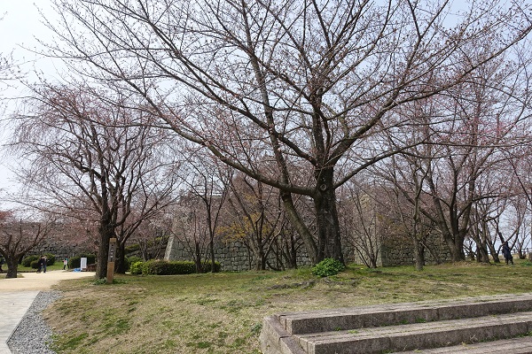 丸亀城二の丸桜