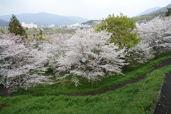 大洲城桜