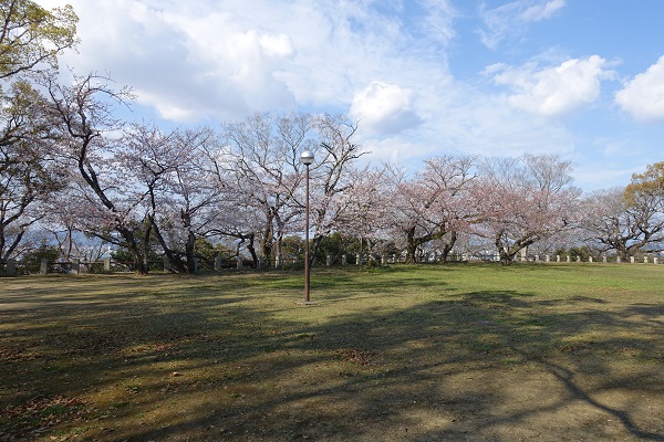 徳島城跡本丸桜