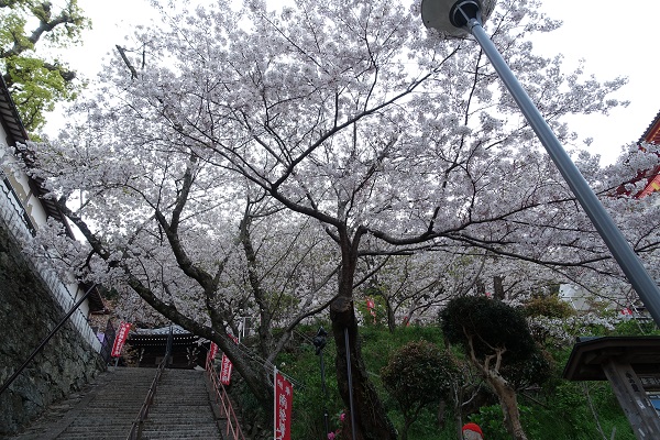 紀三井寺階段の桜