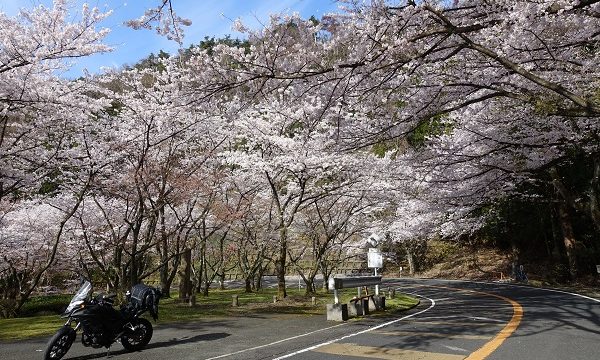 奥琵琶湖パークウェイ桜の広場