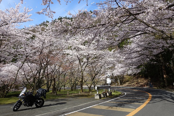 奥琵琶湖パークウェイ桜の広場