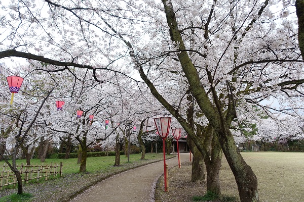 高岡城の桜