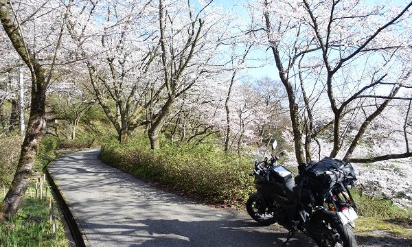 城ケ山公園の桜