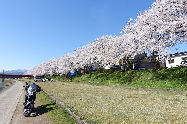 小矢部川公園沿いの桜
