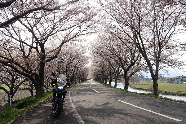 大榑川の桜並木トンネル