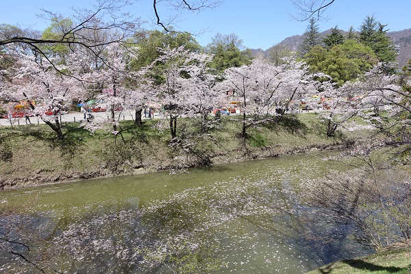 上田城の堀の桜